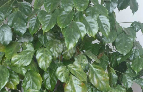 富贵树叶子发黄怎么办 富贵树叶子软叶片黄黑什么原因怎么解决