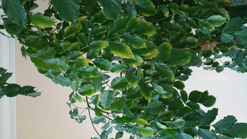 富贵树叶子发黄怎么办 富贵树叶子软叶片黄黑什么原因怎么解决