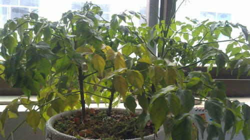 富贵树叶子发黄怎么办 富贵树叶子软叶片黄黑什么原因怎么解决