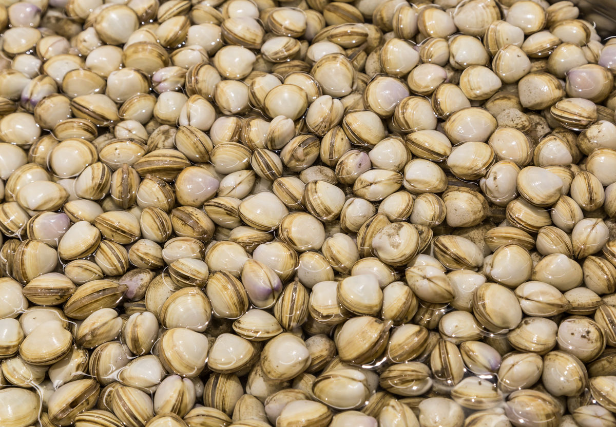 海瓜子养殖前景好吗?海瓜子如何养殖技术方法用什么肥料养多久