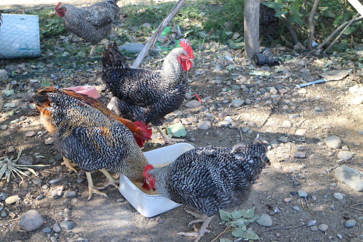 «ǮһֳֻЧǰ «ֳȫ