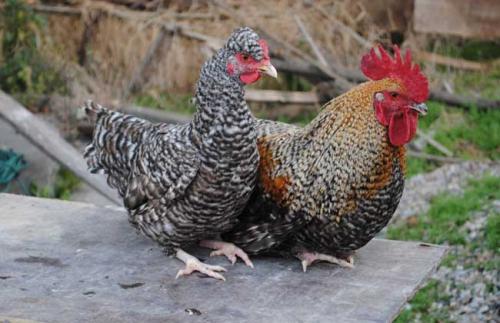 «ǮһֳֻЧǰ «ֳȫ