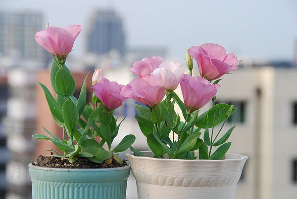 ��۹�����ζ��ͽ۹������� ��۹��Ż�ƿ��ô��