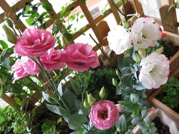 ��۹�����ζ��ͽ۹������� ��۹��Ż�ƿ��ô��