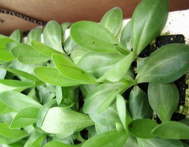 ��۹�����ζ��ͽ۹������� ��۹��Ż�ƿ��ô��