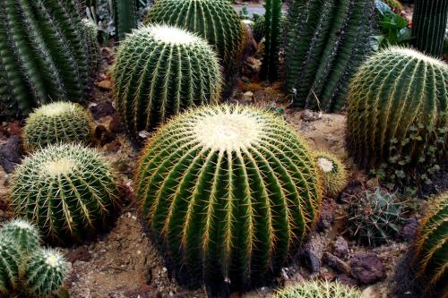 仙人球怎么养最好?养好仙人球的技巧秘诀?养殖过程中的注意事项