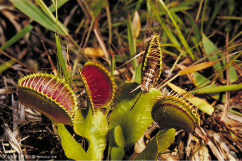 ��Ӭ����ô�����Ӵ�  ��Ӭ����򵥵�������ע�������ȫ