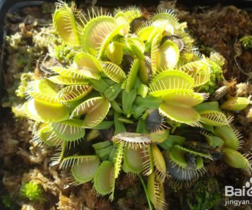 ��Ӭ����ô�����Ӵ�  ��Ӭ����򵥵�������ע�������ȫ