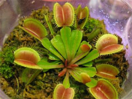 ��Ӭ����ô�������� ��Ӭ����������Ҫ��� ��Ӭ�ݲ��Գ��ӻ�����