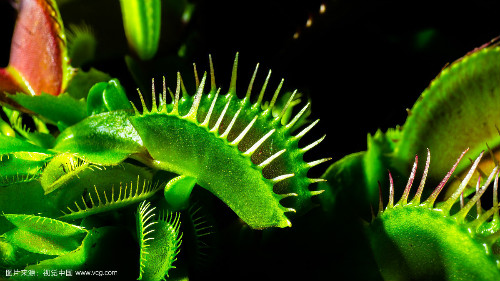 ��Ӭ����ô�������� ��Ӭ����������Ҫ��� ��Ӭ�ݲ��Գ��ӻ�����