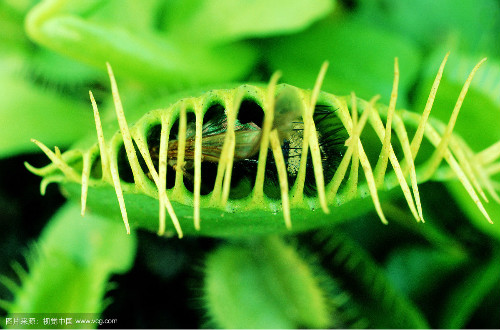 ��Ӭ����ô�������� ��Ӭ����������Ҫ��� ��Ӭ�ݲ��Գ��ӻ�����