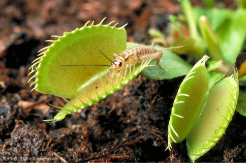 ��Ӭ����ô�������� ��Ӭ����������Ҫ��� ��Ӭ�ݲ��Գ��ӻ�����