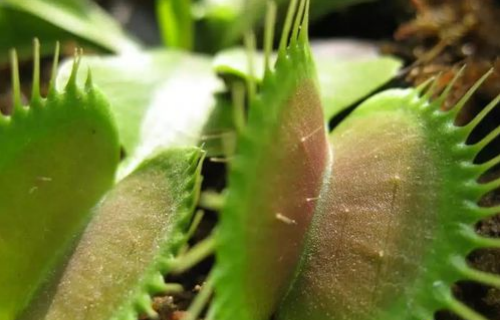 ��Ӭ����ô�������� ��Ӭ����������Ҫ��� ��Ӭ�ݲ��Գ��ӻ�����