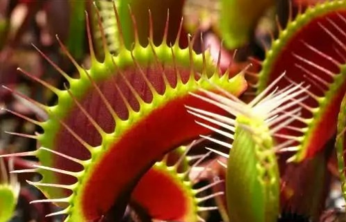 ��Ӭ����ô�������� ��Ӭ����������Ҫ��� ��Ӭ�ݲ��Գ��ӻ�����