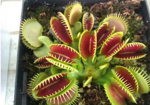 捕蝇草怎么消化虫子 捕蝇草消化虫子要多久 捕蝇草不吃虫子会死吗