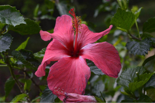 扶桑花叶子发黄怎么办要剪掉吗 扶桑花叶子发黄原因及补救措施