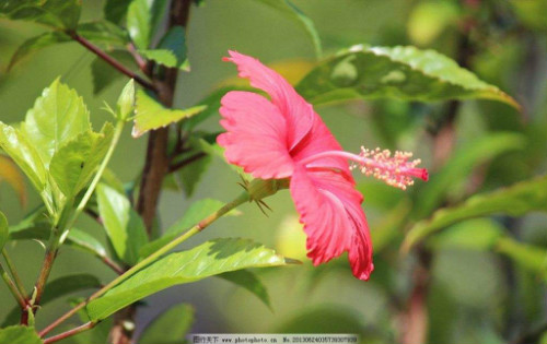 扶桑花叶子发黄怎么办要剪掉吗 扶桑花叶子发黄原因及补救措施