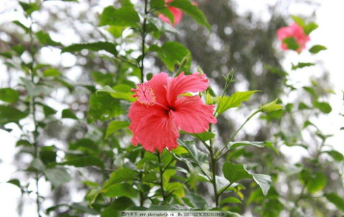 扶桑花叶子发黄怎么办要剪掉吗 扶桑花叶子发黄原因及补救措施