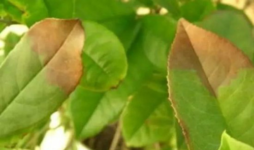 扶桑花叶子发黄怎么办要剪掉吗 扶桑花叶子发黄原因及补救措施