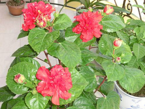 扶桑花叶子发黄怎么办要剪掉吗 扶桑花叶子发黄原因及补救措施