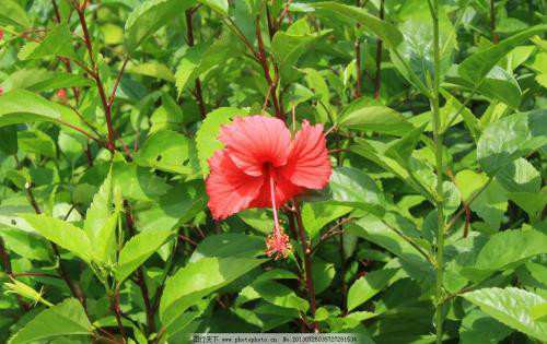 扶桑花叶子发黄怎么办要剪掉吗 扶桑花叶子发黄原因及补救措施