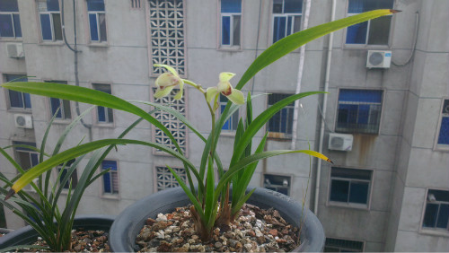 建兰什么时候分盆比较好 建兰的养殖方法和注意事项大全