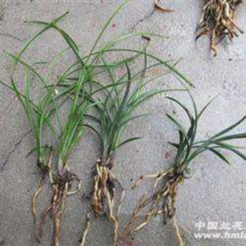 建兰什么时候分盆比较好 建兰的养殖方法和注意事项大全