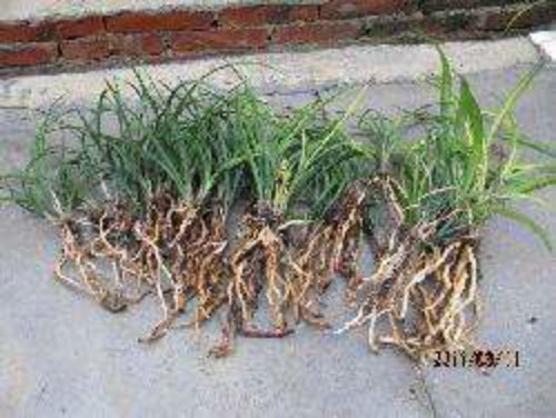 建兰什么时候分盆比较好 建兰的养殖方法和注意事项大全