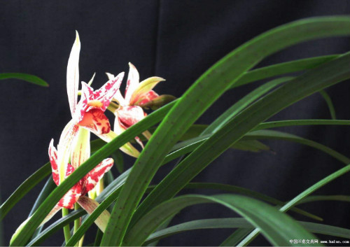 建兰什么时候分盆比较好 建兰的养殖方法和注意事项大全