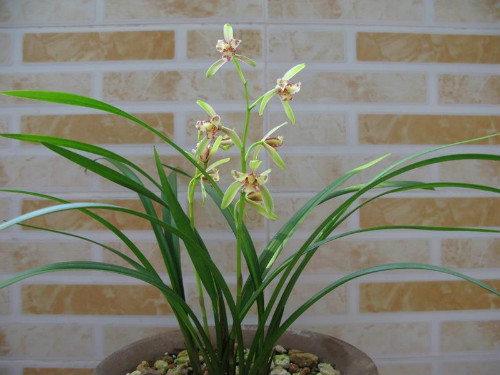 建兰什么时候分盆比较好 建兰的养殖方法和注意事项大全