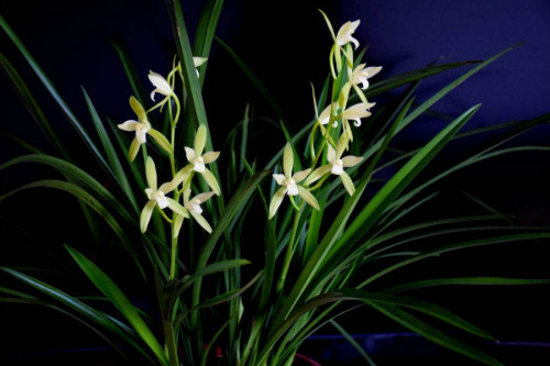 建兰为什么不开花原因 建兰怎么养才开花 建兰开花时间介绍