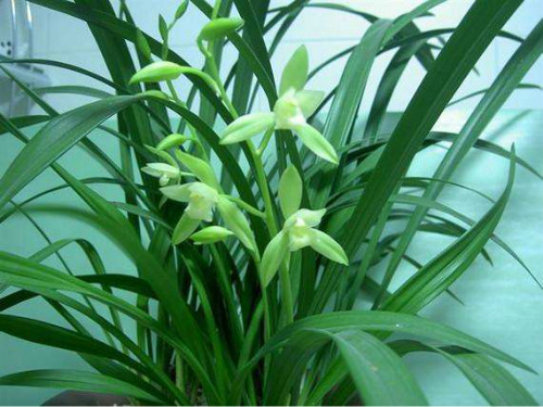 建兰为什么不开花原因 建兰怎么养才开花 建兰开花时间介绍