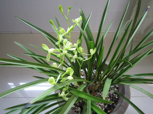 建兰为什么不开花原因 建兰怎么养才开花 建兰开花时间介绍