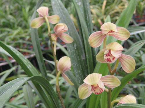 建兰为什么不开花原因 建兰怎么养才开花 建兰开花时间介绍