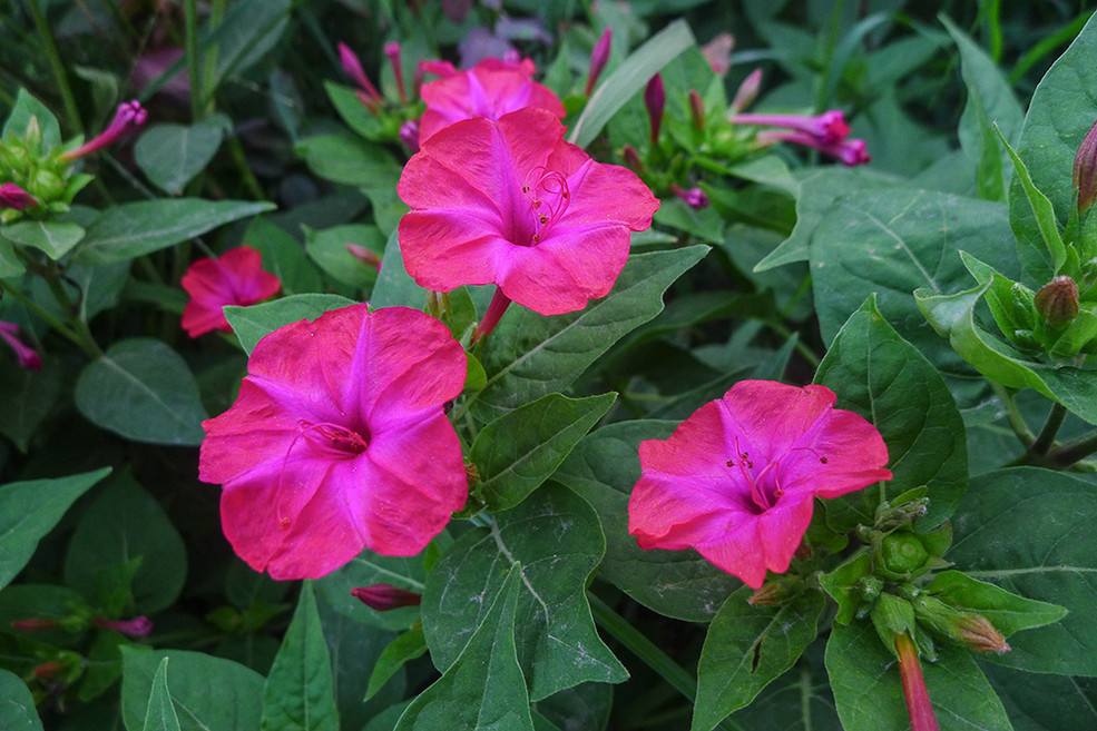 紫茉莉为什么晚上开冬天可以养吗?紫茉莉可以种在花盆里吗