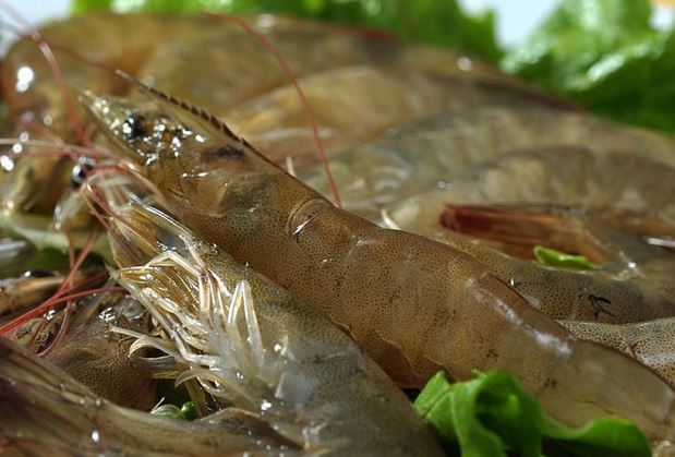 基围虾能淡水养殖吗怎么养不会死掉?基围虾的养殖温度一亩利润