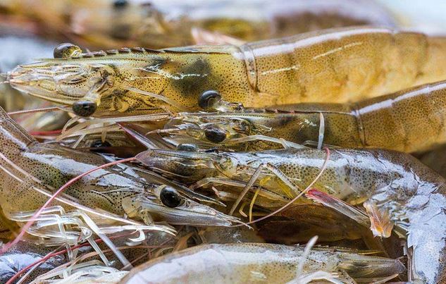 基围虾能淡水养殖吗怎么养不会死掉?基围虾的养殖温度一亩利润