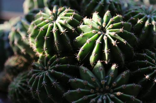 仙人球发黄怎么回事病因是什么?如何解决仙人球发黄问题?