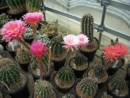 仙人球养多久才能开花花期多久?仙人球开花图片是什么兆头?