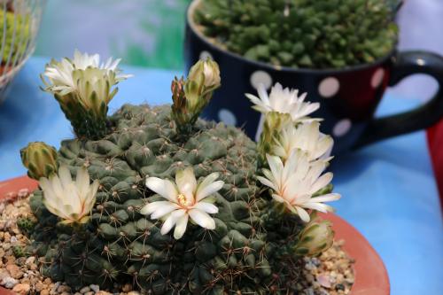 òܿڶã򿪻ͼƬʲôͷ