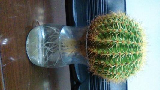 水培仙人球怎么养详细过程步骤介绍, 水培仙人球日常养护方法