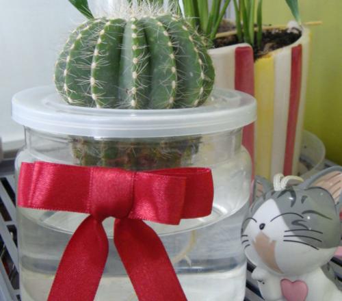 水培仙人球怎么养详细过程步骤介绍, 水培仙人球日常养护方法