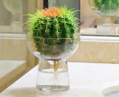 水培仙人球怎么养详细过程步骤介绍, 水培仙人球日常养护方法