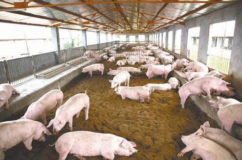 2017年生猪价格多少钱一斤？现在养猪还有前景吗？如何养猪赚钱？