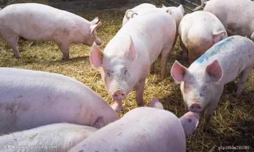 2017年生猪价格多少钱一斤？现在养猪还有前景吗？如何养猪赚钱？