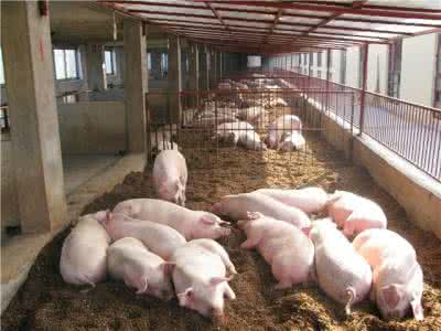 适合农村养猪的方法要注意的几大误区, 农村养猪补贴标准是多少?