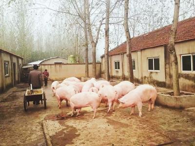 适合农村养猪的方法要注意的几大误区, 农村养猪补贴标准是多少?