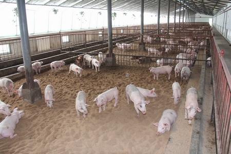 1000头养猪场设计图展示