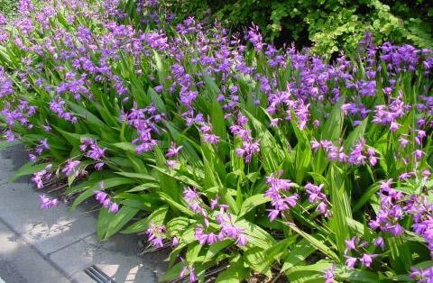 白芨种苗多少钱一株?白芨亩产多少公斤市场上价格行情怎么样?