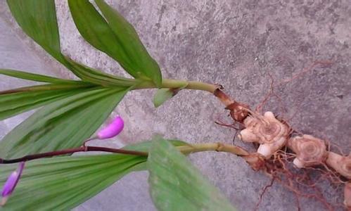 2017年白芨种植前景怎么样赚钱吗?白芨种植经济效益分析